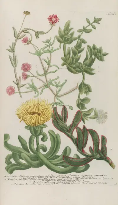 Phytanthoza iconographia Pl.229 av Johann Wilhelm Weinmann