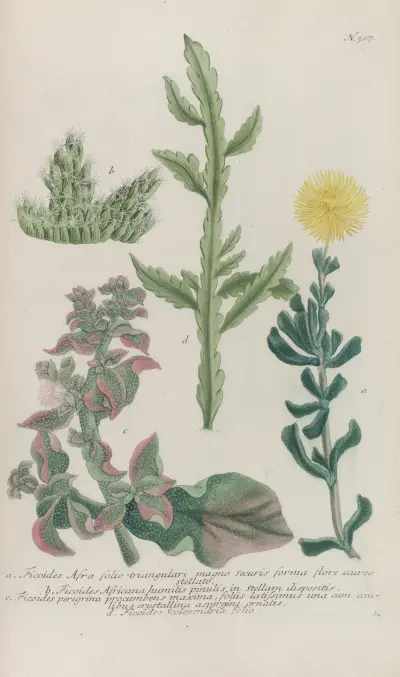 Phytanthoza iconographia Pl.230 av Johann Wilhelm Weinmann