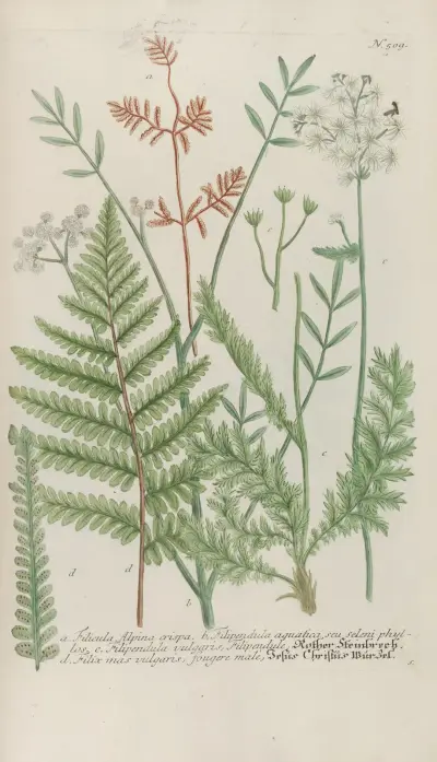 Phytanthoza iconographia Pl.232 av Johann Wilhelm Weinmann
