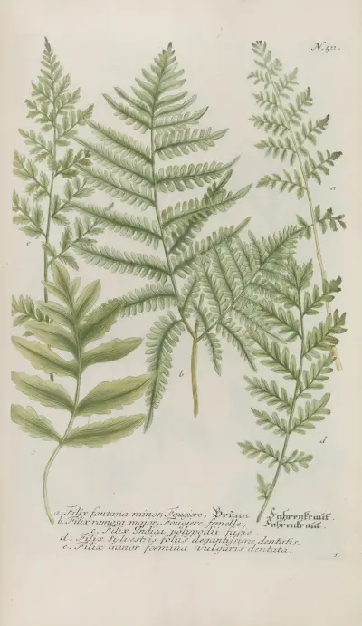 Phytanthoza iconographia Pl.234 av Johann Wilhelm Weinmann