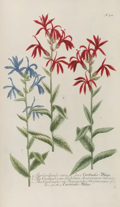 Phytanthoza iconographia Pl.235 av Johann Wilhelm Weinmann