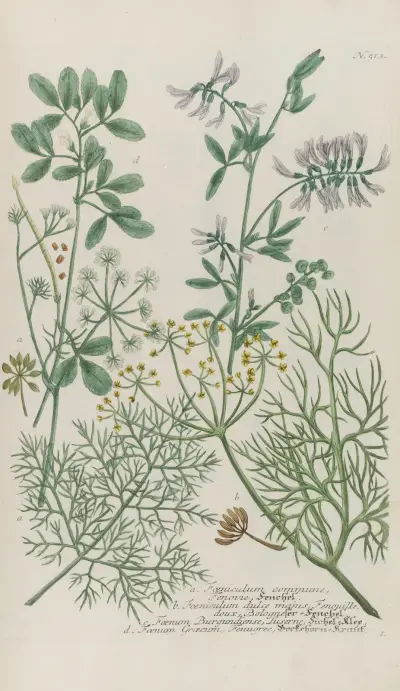 Phytanthoza iconographia Pl.236 av Johann Wilhelm Weinmann