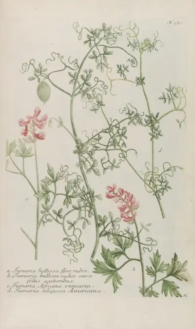 Phytanthoza iconographia Pl.244 av Johann Wilhelm Weinmann