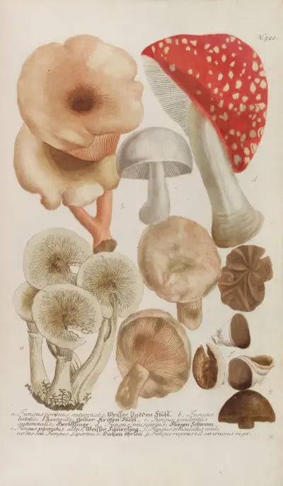 Phytanthoza iconographia Pl.245 av Johann Wilhelm Weinmann