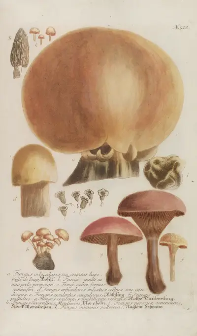 Phytanthoza iconographia Pl.246 av Johann Wilhelm Weinmann