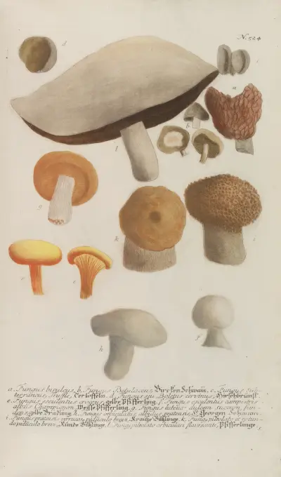 Phytanthoza iconographia Pl.247 av Johann Wilhelm Weinmann