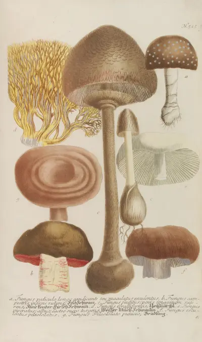 Phytanthoza iconographia Pl.248 av Johann Wilhelm Weinmann