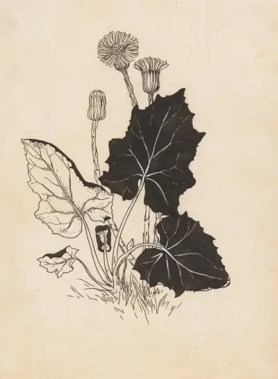 Tussilago av Willem Wenckebach