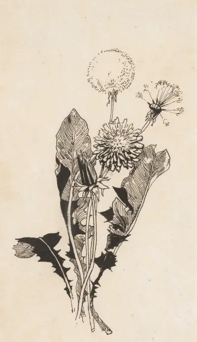 Maskros av Willem Wenckebach