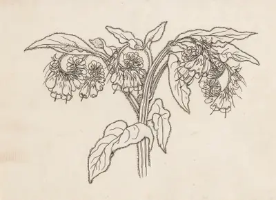Smeerwortel av Willem Wenckebach