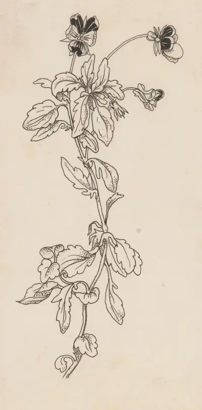 Viol av Willem Wenckebach