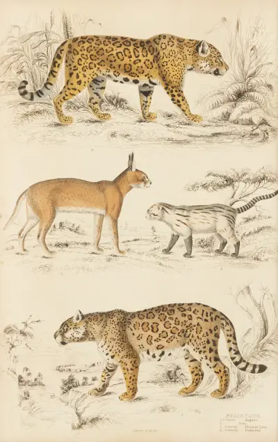 Katzen, 1835 – Nr. 1 von William MacGillivray