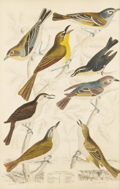 Chats av William MacGillivray