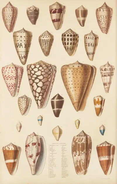 Cones av William MacGillivray