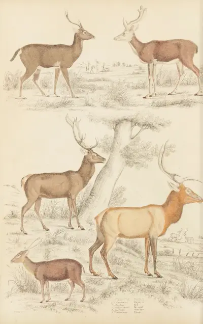 Jelen, 1835 – Nr. 2, William MacGillivray