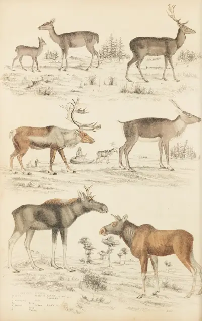 Reh, 1835 – Nr. 1 von William MacGillivray