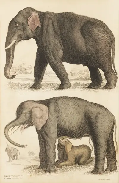 Elephants av William MacGillivray
