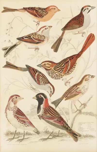 Finken von William MacGillivray