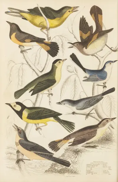 Lapací mušky, William MacGillivray