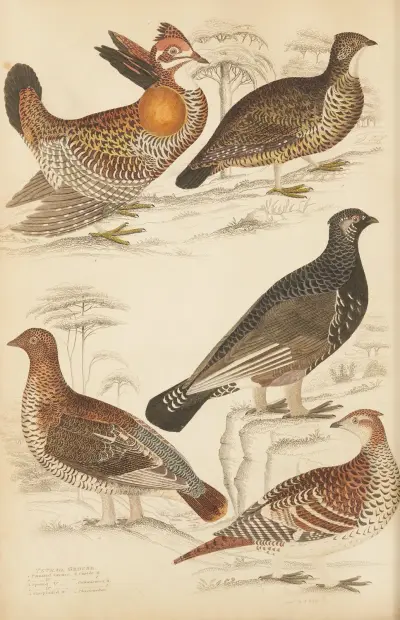 Grouse av William MacGillivray
