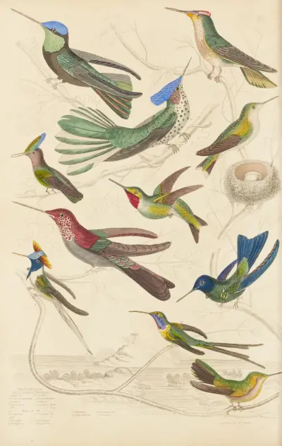 Kolibris, 1835 – Nr. 2 von William MacGillivray