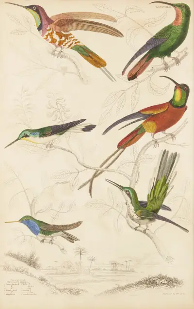 Humming birds, 1835 – nr 3 av William MacGillivray