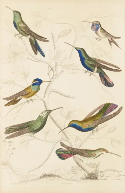Kolibříci, 1835 – Nr. 1, William MacGillivray