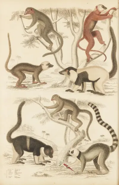 Lemur, William MacGillivray