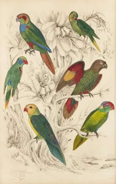 Loriové, papoušci, William MacGillivray