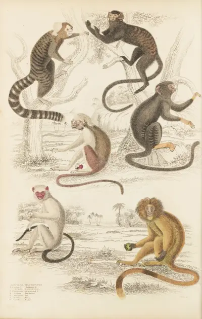 Marmozety, William MacGillivray