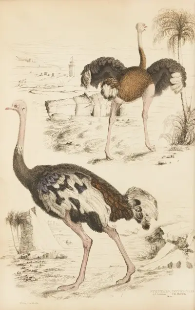 Pštrosi, William MacGillivray
