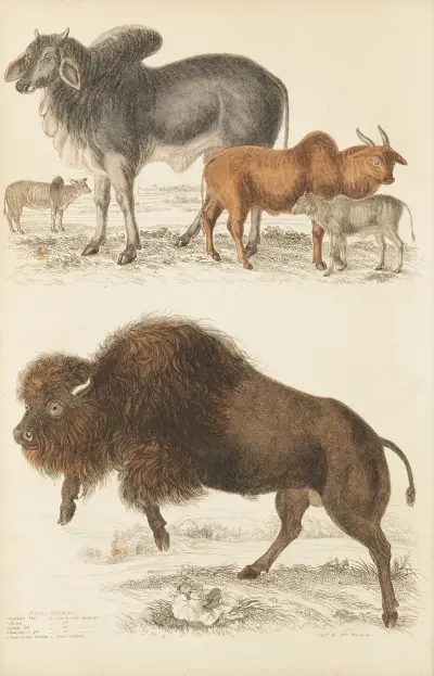 Vůl, William MacGillivray