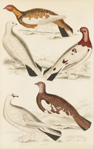 Alpenschneehuhn von William MacGillivray