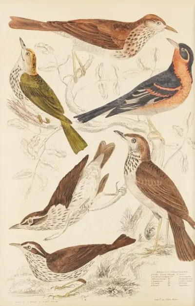 Drosseln von William MacGillivray