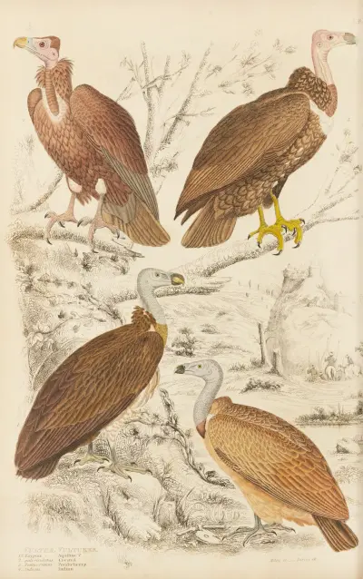 Vultures av William MacGillivray