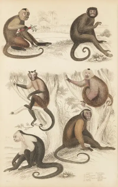 Weepers von William MacGillivray