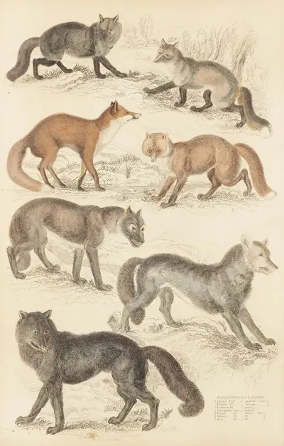 Wölfe und Füchse von William MacGillivray