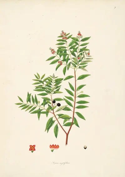 Plants of the coast of Coromandel Pl.002 av William Roxburgh