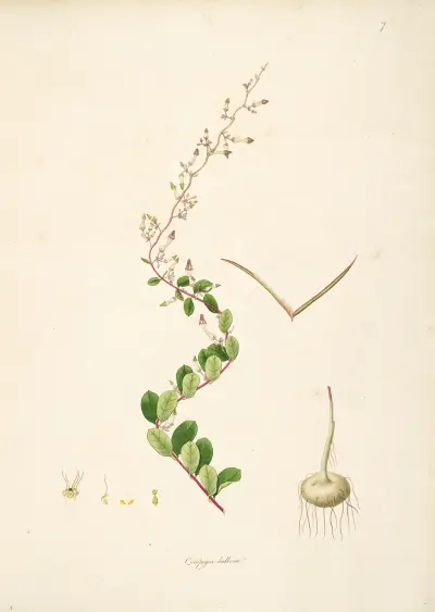 Plants of the coast of Coromandel Pl.007 av William Roxburgh