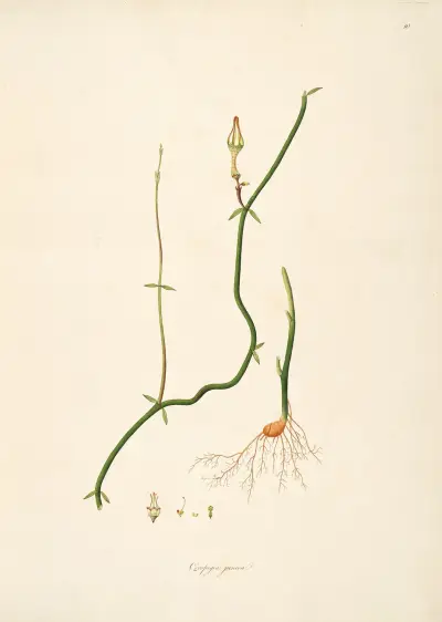 Plants of the coast of Coromandel Pl.010 av William Roxburgh