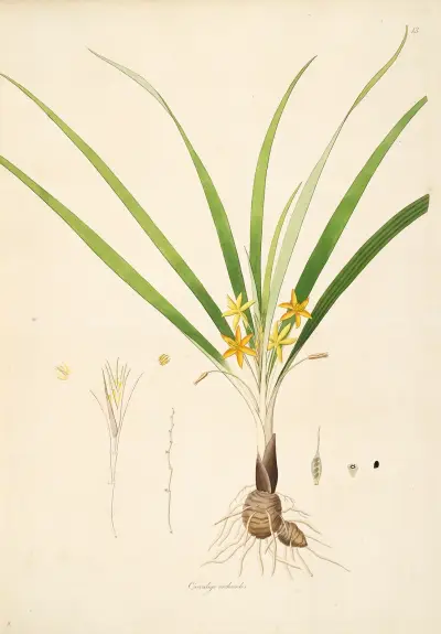 Plants of the coast of Coromandel Pl.013 av William Roxburgh