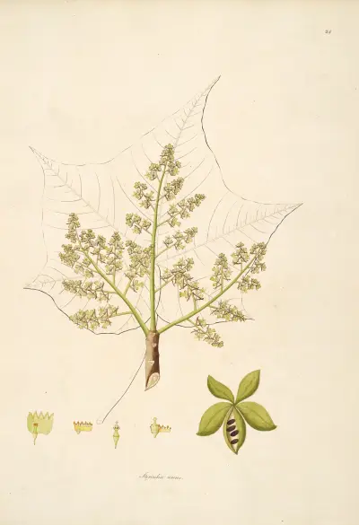 Plants of the coast of Coromandel Pl.024 av William Roxburgh