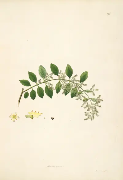 Plants of the coast of Coromandel Pl.026 av William Roxburgh