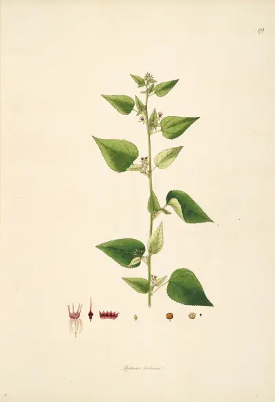 Plants of the coast of Coromandel Pl.029 av William Roxburgh