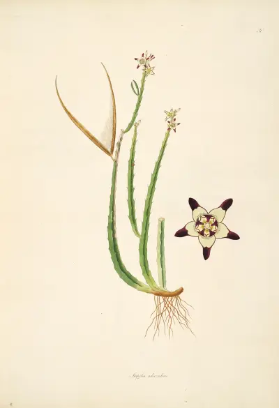 Plants of the coast of Coromandel Pl.030 av William Roxburgh