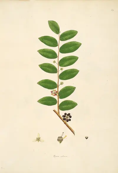 Plants of the coast of Coromandel Pl.034 av William Roxburgh