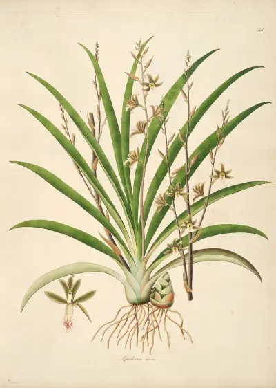 Plants of the coast of Coromandel Pl.038 av William Roxburgh