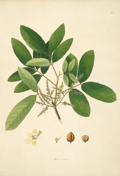 Plants of the coast of Coromandel Pl.060 av William Roxburgh