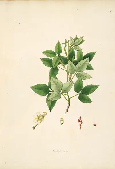 Plants of the coast of Coromandel Pl.061 av William Roxburgh
