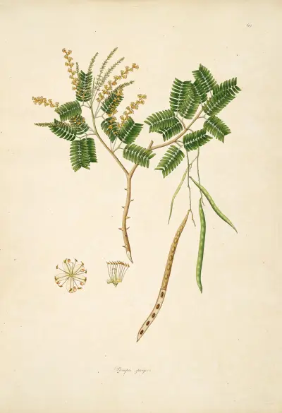 Plants of the coast of Coromandel Pl.063 av William Roxburgh